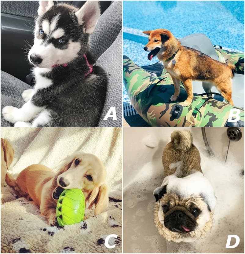 Image Source: instagram|alfiethepug_beat、dogumentary.of.nova、akina_keyko、