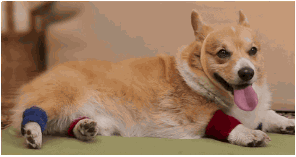 giphy.com