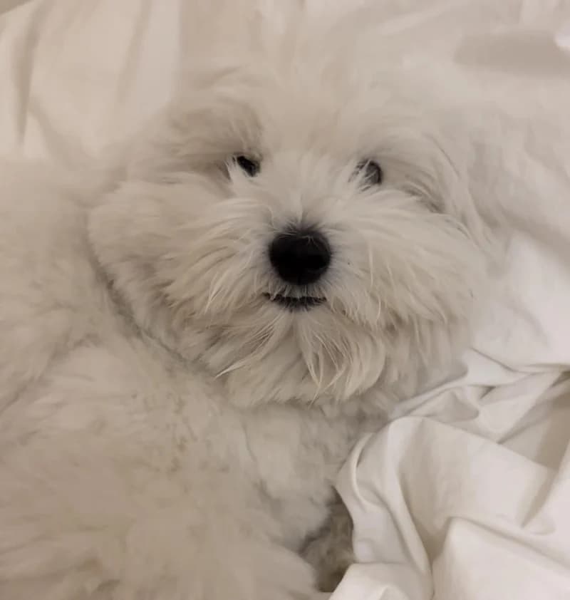 coton__bambi