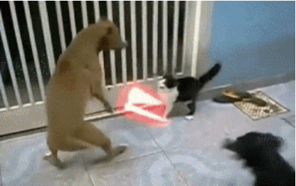 image source_giphy