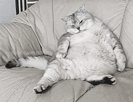 Image Source | Giphy