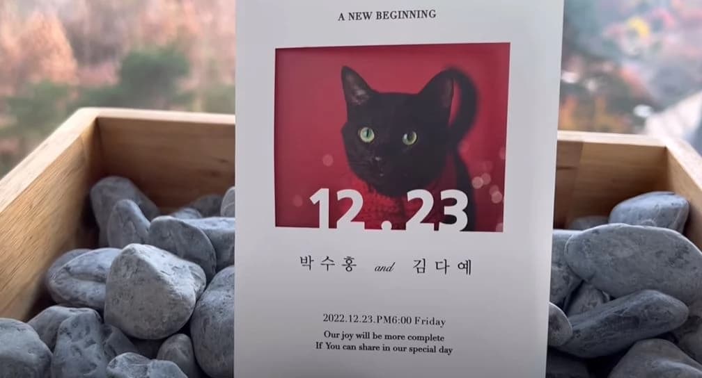 Image source_ YouTube | 검은고양이 다홍 Blackcat Dahong