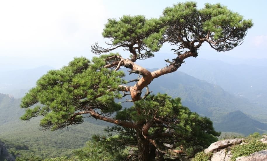 Image Source | 온라인 커뮤니티